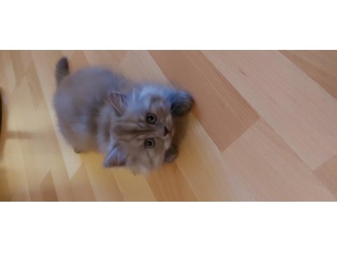 Ender renkte british longhair kızımız