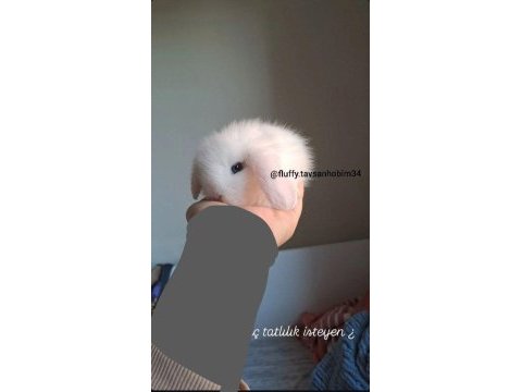Yavru beyaz hollanda lop tavşan