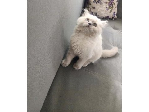 Erkek yavrular ankara