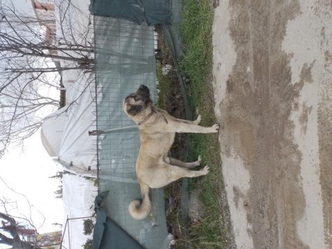 Kangal enik