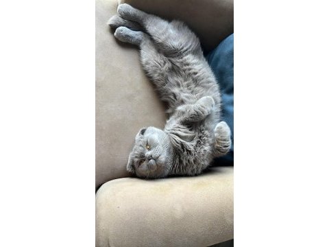 Erkek 1.5 yaşında kısırlaştırılmamış scottish fold