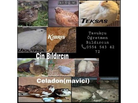 Kuluçkalık bıldırcın yumurtaları (7 çeşit)