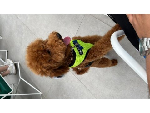 Poodle paskalımıza gerçekten bakacak bir aile arıyoruz