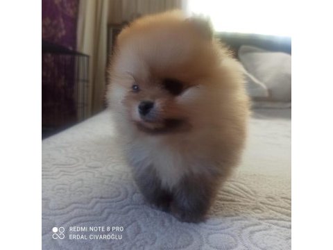 Ev üretimi pomeranian boo