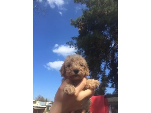 Toy poodle yavrular