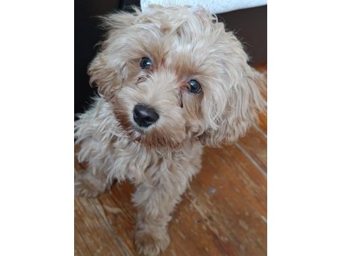 Terrier yavru