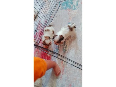 Shih tzu yavrular