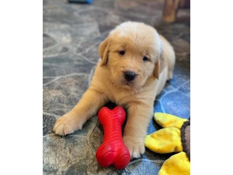 Baby face golden retriever yavrularımız