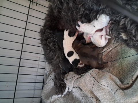 Satılık melez dachshund yavrular