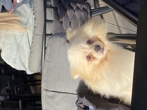5 aylık pomeranian boo