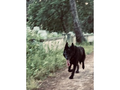 Nadir olanlardan siyah kurt köpeği (erkek)