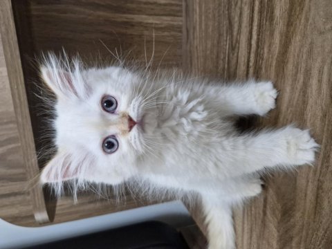 Uygun puanlı beyaz tüy mavi göz british longhair yavru