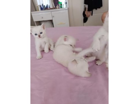 British shorthair kedi yavrusu