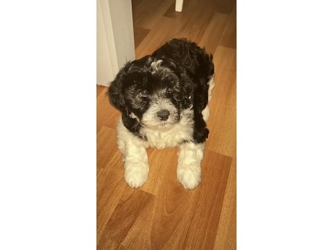 2 aylık maltipoo yavru köpekler