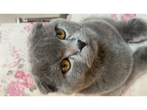 Scottish fold erkek kedimiz