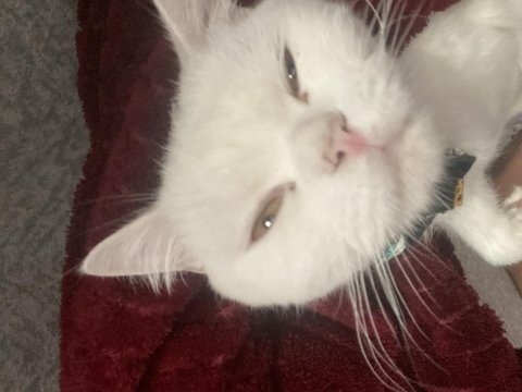 1 buçuk yaşında british shorthair