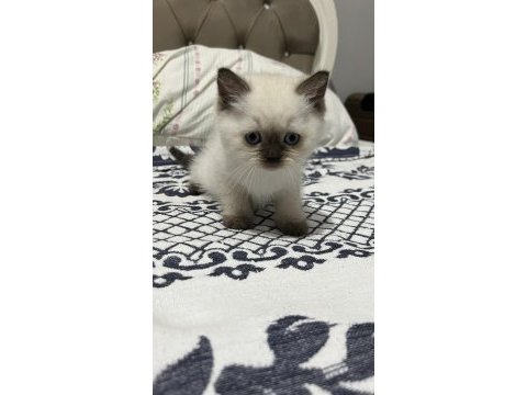 45 günlük blue point kedimiz