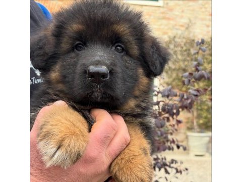Alman çoban köpeği yavruları 