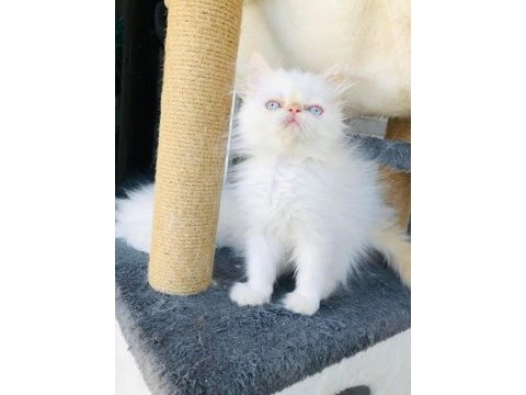 İran persian dişi-erkek