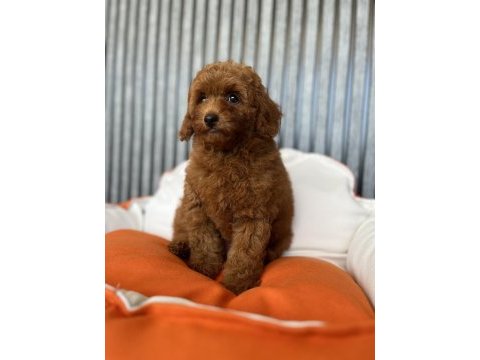 Red brown dişi poodle yavrumuz