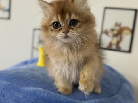 Ankaranın en elit british shorthair ve longhair yavruları