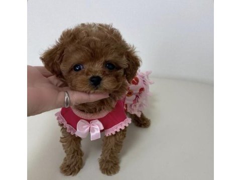 Irk garantili poodle