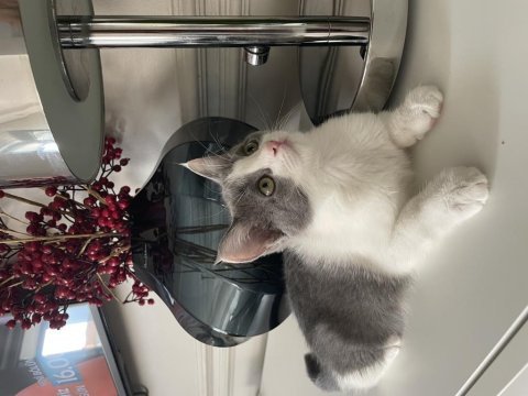 Onu ömür boyu sevecek exotic shorthair ailesini arıyoruz