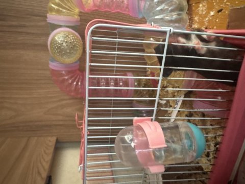 Dişi hamster