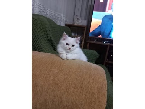 Anne altından erkek chinchilla
