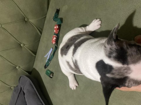 İzmir kaliteli french bulldog yavrularım