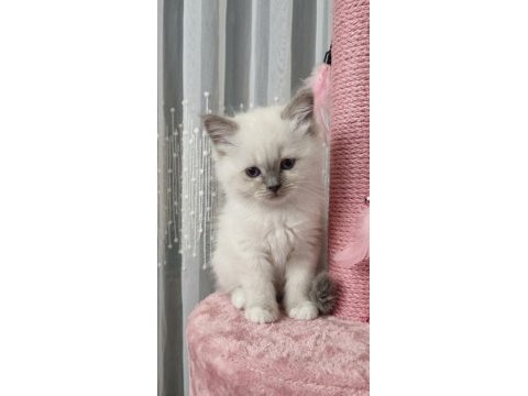British longhair erkek kedimiz