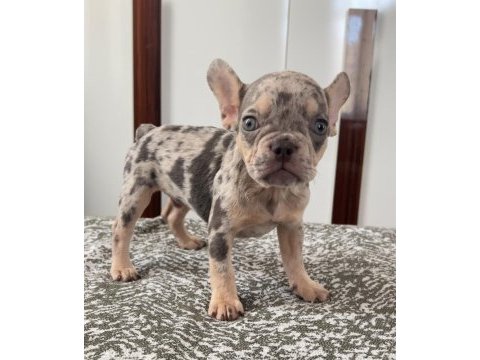 Ev bakımı french bulldog yavrularım