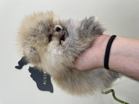 Boo pomeranian teddy bear
