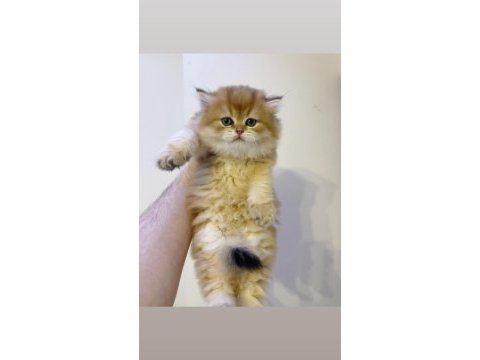 British longhair golden ny11 erkek
