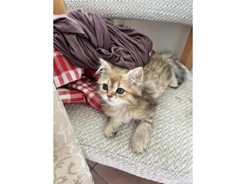 British longhair golden dişi yavru