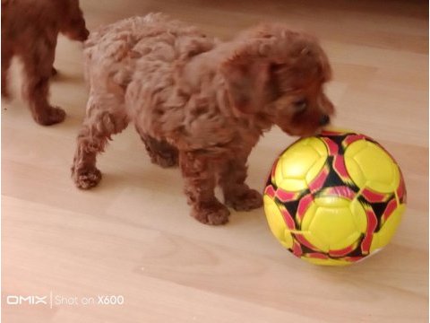 Korekan toy poodle bebekler için iletişim kurabilirsiniz