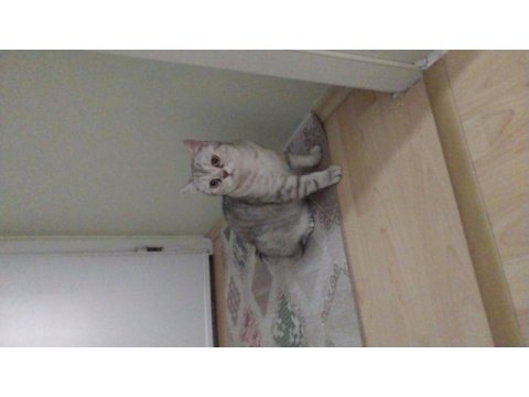 British cat gri erkek