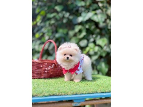 Safkan pomeranian boo yavrularımız
