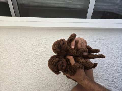 Kore kızımın red brown dişi yavru poodle