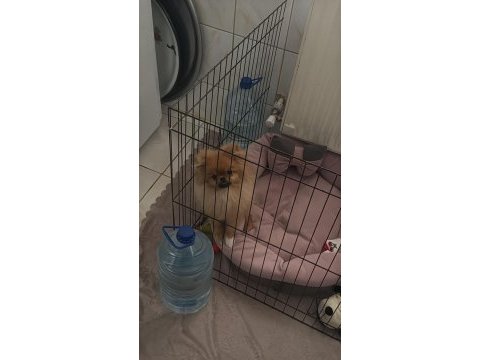 6 aylık pomeranian