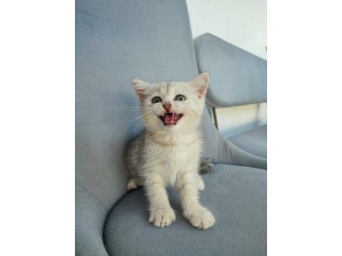 Pembe burun yeşil göz british shorthair prenses