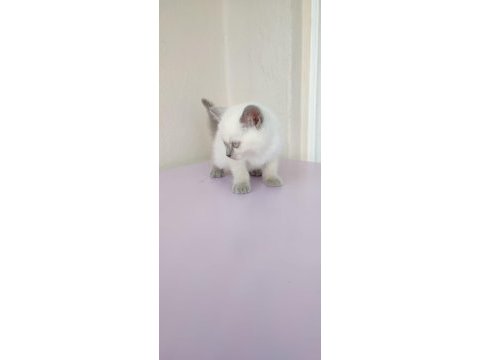 2 aylık dişi blue point british shorthair
