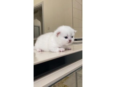 Sevimli ve çok tatlı rezerveye açıktır british longhair