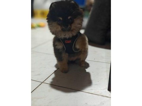 Safkan pomeranian yavru