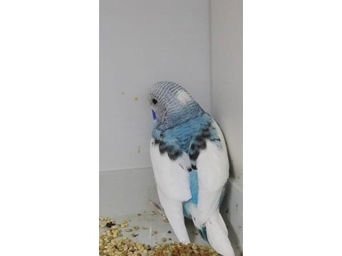 33 ile 38 günlük bebek muhabbet kuşlar