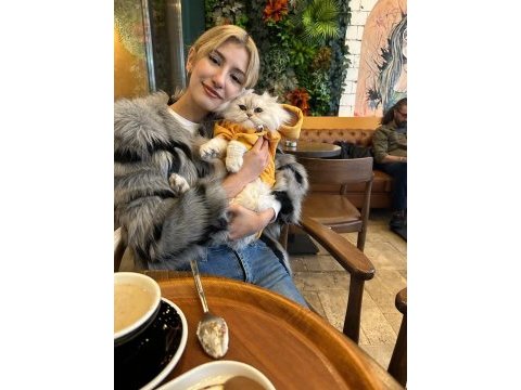 2 yaşında ücretli iran kedisi