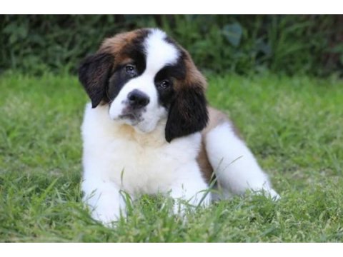 Safkan st bernard yavrular