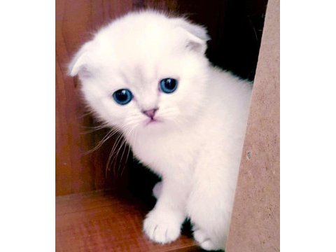 Safkan sağlıklı scottish fold yavru