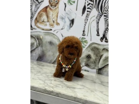 Toy poodle erkek bebek köpeğimiz