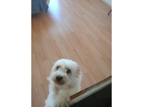 Ücretsiz maltese terrier